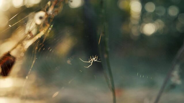 A spider weaves a web between the grass stalks in the forest at sunset