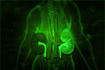 Human kidney cross section anatomy on scientific background. 3d illustration.