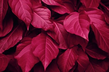 Demonstrating color 2024 Viva Magenta. Purple red leaves background. Natural textured foliage. Lush dark toned forest flowers. Backplate for organic products presentation. Nature, Generative AI