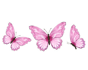 pink butterfly watercolor on white background	