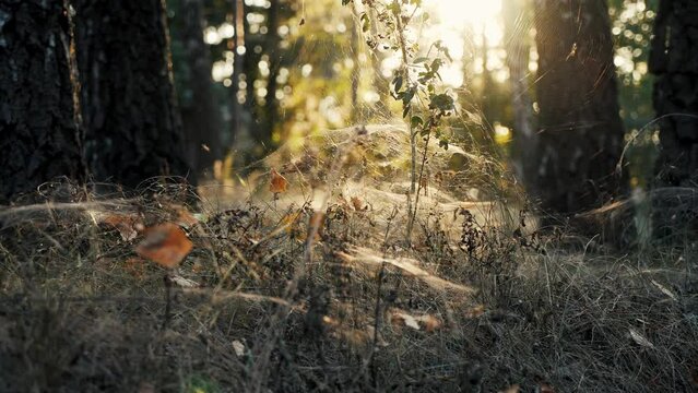 Dry grass covered with dense cobwebs at sunset in forest