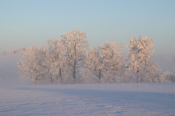 Obraz na płótnie Canvas Bäume im Winter