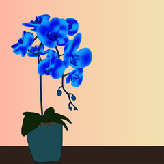 Orchid