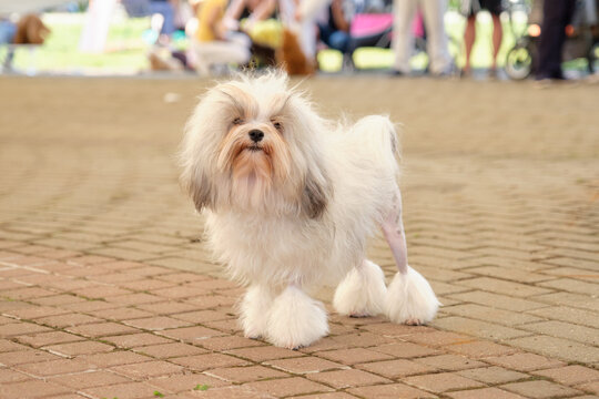 Little lion dog lions 2025
