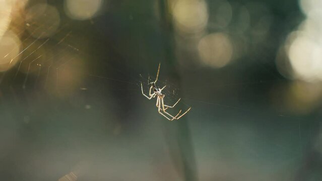 A spider weaves a web between the grass stalks in the forest at sunset