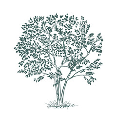 Deciduous tree. Hand drawn ink. Sketch of plants. Isolated on white background. Vector illustration.