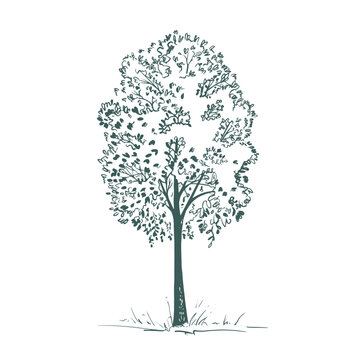 Sketch plant tree vector illustration hand drawn11
