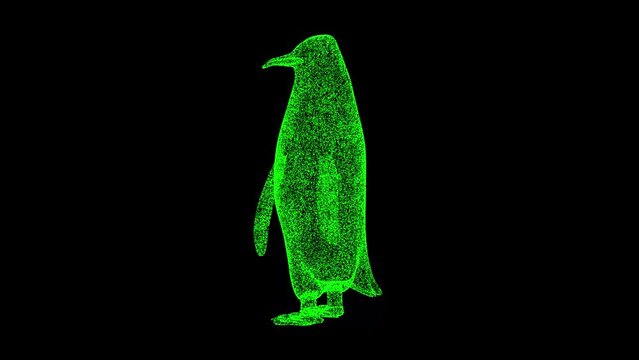 3D Penguin rotates on black background. Zoo Park concept. Wild animals. Business advertising backdrop. For title, text, presentation. 3d animation 60 FPS