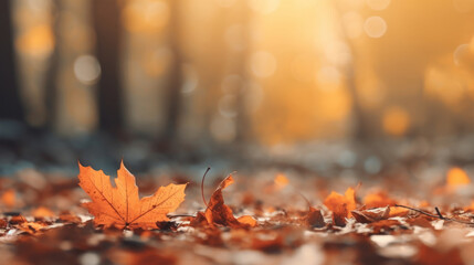 Naklejka na ściany i meble Beautiful maple orange leaves in autumn season. Autumn colorful bright background