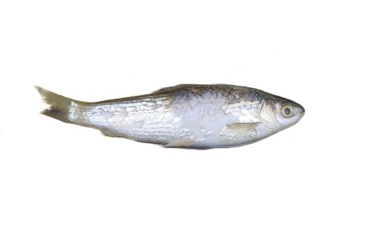 Labeo bata is a fish in genus Labeo. It is in the family Cyprinidae which is widespread in India, Nepal, Bangladesh, Pakistan and Myanmar. It is known as Bhangan in local language in India.