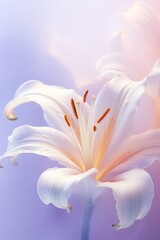 A vibrant daylily, its petals cascading with color, blooms in all its glory, creating a moment of peaceful beauty