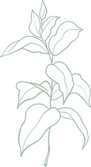 Line art watercolor flower illustration