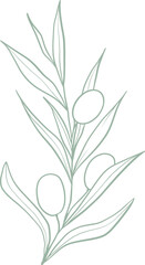 Line art watercolor flower illustration