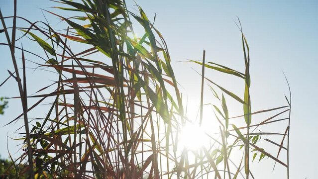 Reeds grows on the beach, against the backdrop of a forest belt on a sunny day