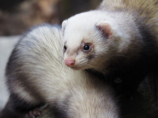 Cute ferret standing over its buddy and looking at the camera