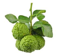 Fototapeta premium bergamot or kaffir lime fruit with leaf on transparent png