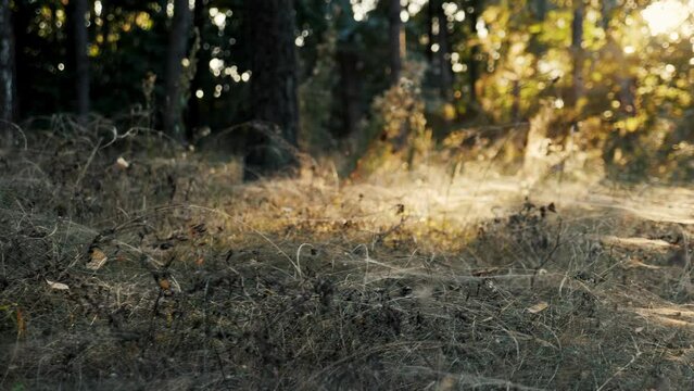 Dry grass covered with dense cobwebs at sunset in forest