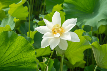 満開の白い蓮の花