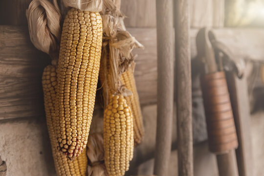 Yellow ripe dried corn cobs seeds decor hanged on wooden wall of old rural countrysdie barn. Rustic country farm interior detail decotation background wallpaper. Organic agriculture farmyard concept