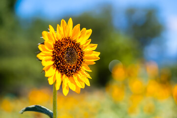 Fototapeta premium ヒマワリ