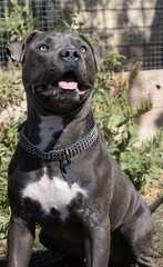 Beautiful staffordshire bull terrier portrait on a green lawn close-up. Blue stuffy with tongue out. Blue american staffordshire terrier, amstaff. Cute shot of a blue staff terrier outside