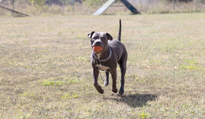 Beautiful staffordshire bull terrier portrait on a green lawn close-up. Blue stuffy with tongue out. Blue american staffordshire terrier, amstaff. Cute shot of a blue staff terrier outside