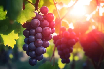 Rolgordijnen Wine grapes harvest autumn fruit © VICHIZH