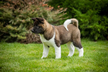 American Akita puppies walking on green grass