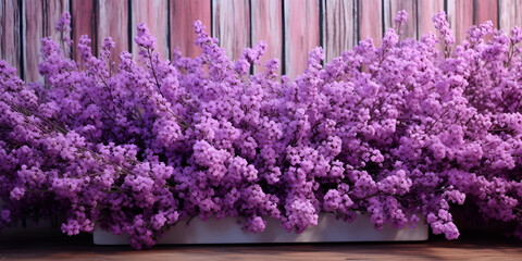 Dwarf Purple Sweet Alyssum Flower Seeds Garden,beautiful blooming purple flower images 