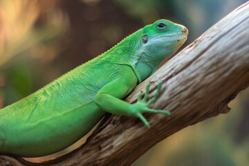 green lizard on a branch