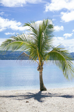 a lone drawf coconut tree in Salagdoong Beach, Siquijor in the Philippines 