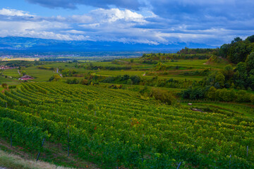 Weinberge Reben Kaiserstuhl