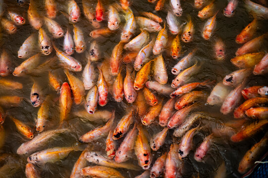 Ruby fish in the river