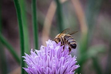bee as it diligently collects nectar from delicate Chive blossoms