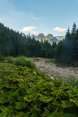 Bielovodska dolina valley with peaks on the background in High Tatras mountains in Slovakia © honza28683