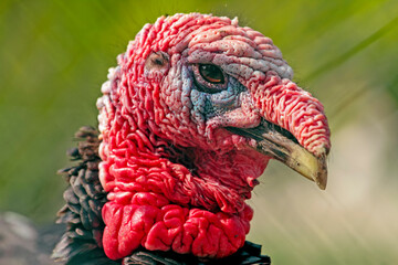 Bronze is a domestic turkey breed. The name refers to their plumage, which bears an iridescent...