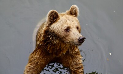 水の中にいる熊、クマ、bear in water