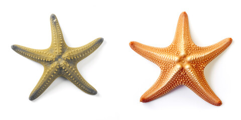 A single starfish placed prominently on a blank white surface, conjuring the essence of the ocean