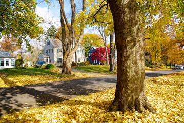 Upscale neighborhood colorful fall foliage of yellow maple trees, two story houses, thick rug of autumn leaves along quite residential street in Rochester, Upstate New York, USA