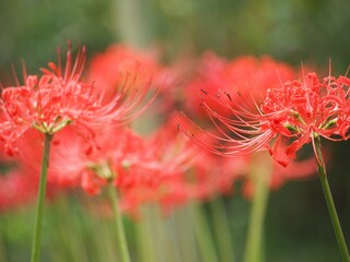 秋の花　雨上がりのヒガンバナ