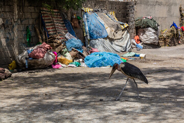 Homeless people shelters and a marabou stork in Hawassa, Ethiopia