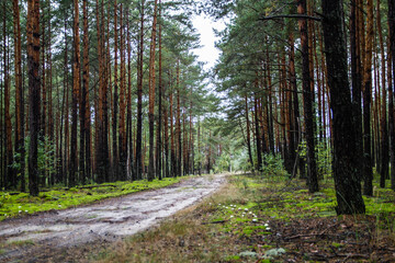Obraz premium Polish mushroom. Autumn in the forest