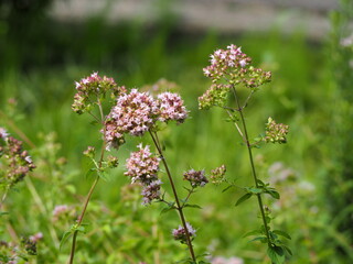 ハーブ　オレガノ　ピンクの花