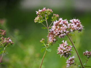 ハーブ　オレガノ　ピンクの花