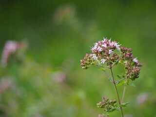 ハーブ　オレガノ　ピンクの花