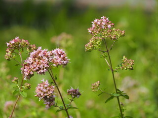 ハーブ　オレガノ　ピンクの花