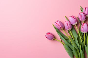 Pin tulips on a pink  background, place for a text 