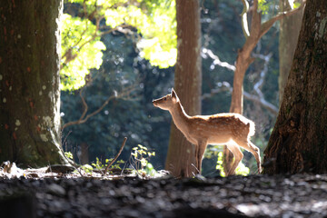 森の鹿