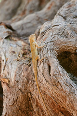 Little gecko gekkonidae sitting on tree trunk in city park, funny speedy carnivorous lizard gecko merged with environment, lurking gecko lizard on park tree trunk