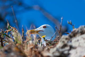 Seagull portrait in the nest on a cliff agains  sea. Close up view of white wild bird seagull. 